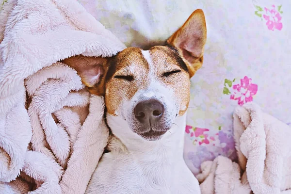 Sonolento jack russell terrier em cobertor na cama — Fotografia de Stock