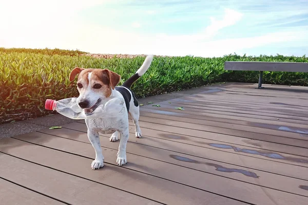 Şirin köpek ağzında plastik şişe tutuyor.