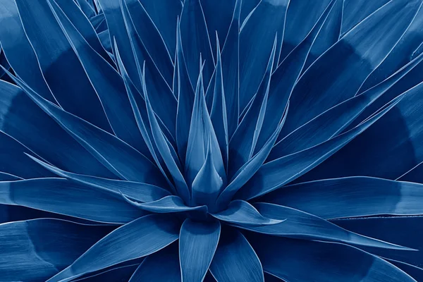 Nilüfer çiçeği gibi güzel çiçek açmış agave yaprakları