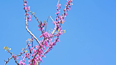 Paskalya güneşli günü ve bahar çiçekleri. İlkbahar bayrağı