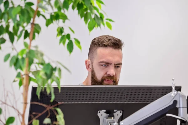 Bearded man works behind computer monitor in modern office with live ficus