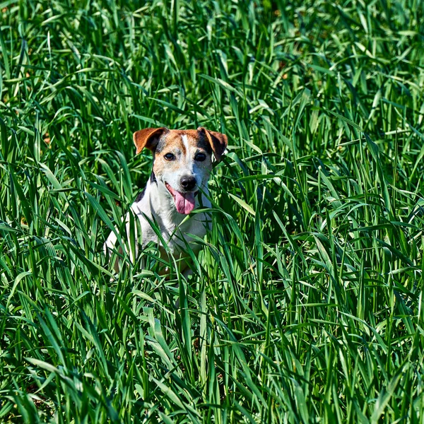可爱的小狗栖息在绿草丛中，有复制的空间 — 图库照片