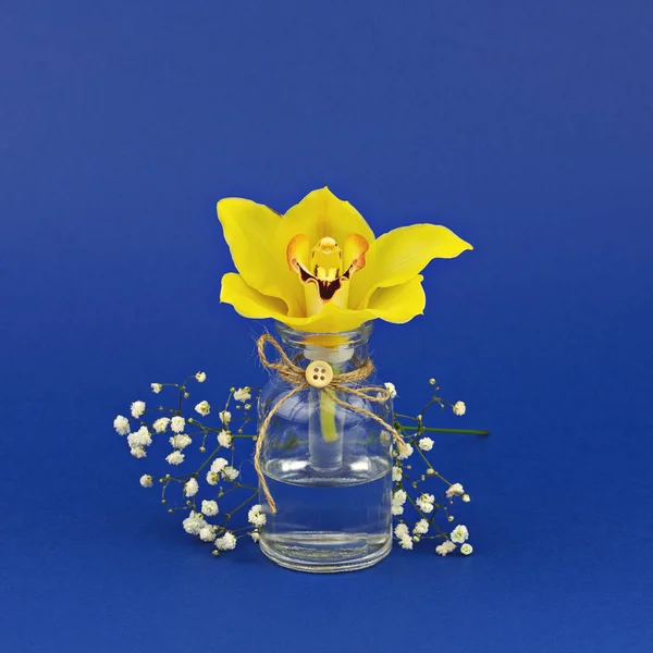 Żółty Kwiat Orchidei Małej Szklanej Butelce Klasycznym Niebieskim Tle Minimalistyczna — Zdjęcie stockowe