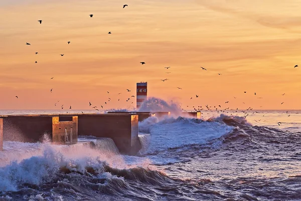 灯台と海の強い波と劇的な空に飛ぶカモメと風景の夕日 野生動物の美しい眺め — ストック写真