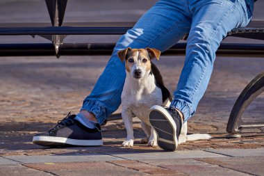 Coronavirus. Parkta koronavirüs sırasında yüz maskeli bir adam köpekle yürüyor. Covid-19 salgını sırasında kısa yürüyüşler. Köpek konseptiyle karantina