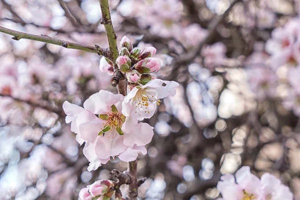 Beautiful flowering almond tree branch with new bud closeup — Stock Photo, Image