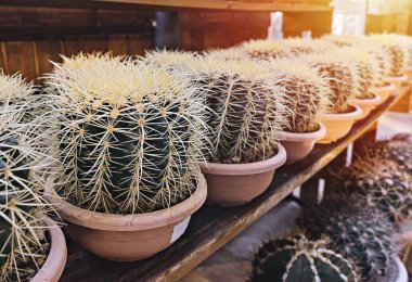 Kaktüs saksıda. Ev bahçesi konsepti