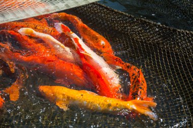 Japonca sazan koi net yakaladı kırmızı balık