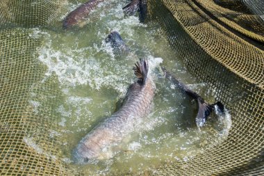 Net yakalanmış balık marangoz
