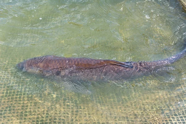 Ikan tukang kayu tertangkap dalam jaring — Stok Foto