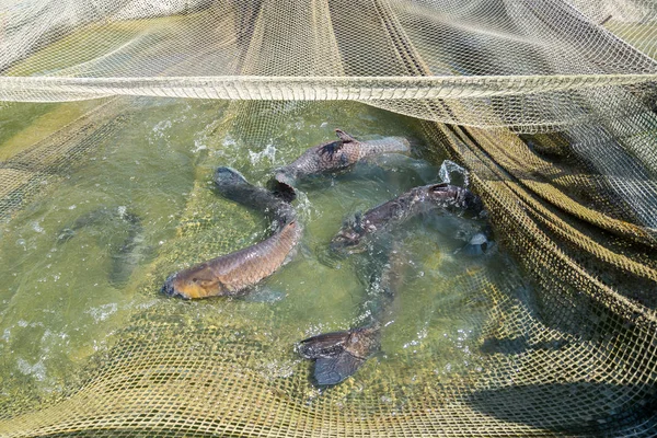 Vis timmerman gevangen in het net — Stockfoto