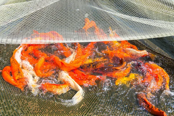 Japonca sazan koi net yakaladı kırmızı balık