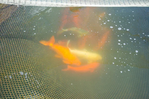 Fish red Japanese carp koi caught in the net — Stock Photo, Image