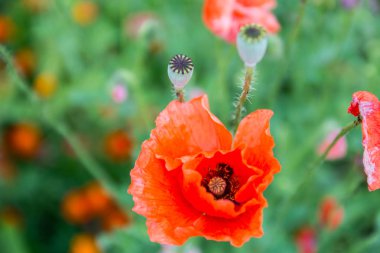 bir çayırda kırmızı haşhaş