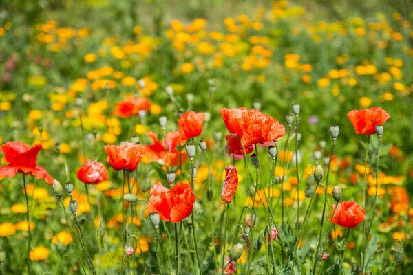 red poppies in a meadow