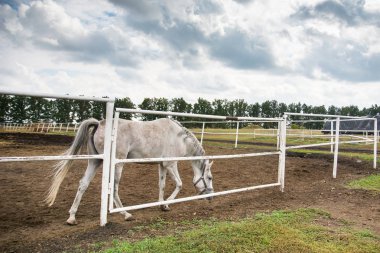 beyaz at içinde Hipodrom
