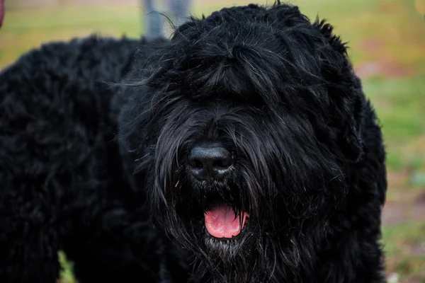 Black Terrier dog with tongue — Stock Photo, Image