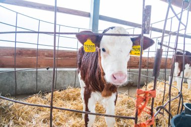 Üreten inek çiftliği 