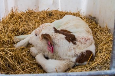 Üreten inek çiftliği