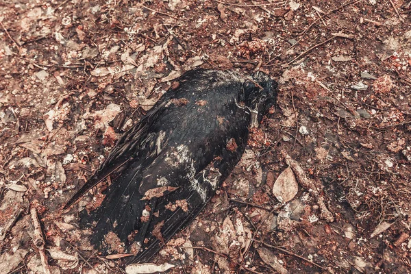 Antiche lapidi cimiteriali monumenti di angeli misticismo misterioso spiriti fantasma portare la morte — Foto Stock