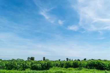 Mavi gökyüzü ve ağaç bulut. manzara arka plan.