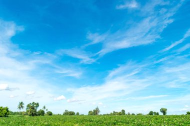 Mavi gökyüzü ve ağaç bulut. manzara arka plan.