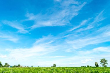 Mavi gökyüzü ve ağaç bulut. manzara arka plan.