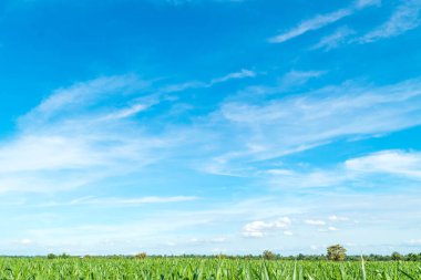 Mavi gökyüzü ve ağaç bulut. manzara arka plan.