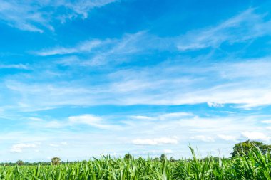 Mavi gökyüzü ve ağaç bulut. manzara arka plan.
