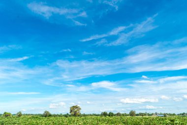Mavi gökyüzü ve ağaç bulut. manzara arka plan.