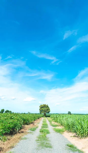 Cielo blu e nube con albero. paesaggio sfondo . — Foto Stock