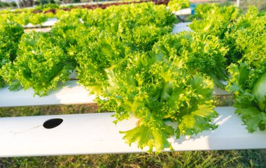 Gruptaki sağlık için yeşil hydroponic sebze.
