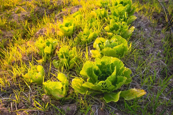 Verdure idroponiche verdi per la salute in azienda agricola . — Foto Stock