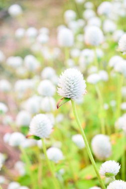 Beyaz Gomphrena Globosa çiçek.