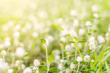 Beyaz Gomphrena Globosa çiçek.