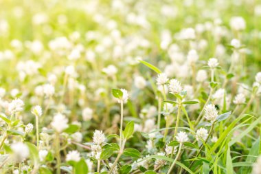 Beyaz Gomphrena Globosa çiçek.