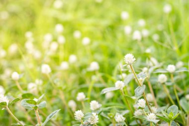 Beyaz Gomphrena Globosa çiçek.