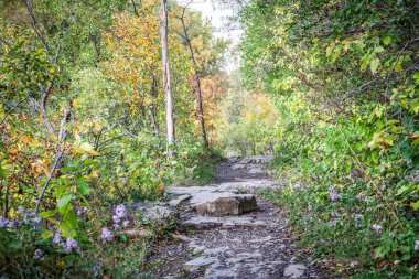 Ormanda sonbahar patikası