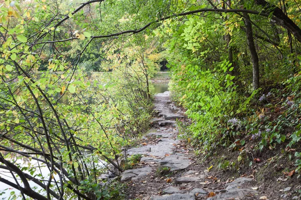 Caminho na floresta perto do lago — Fotografia de Stock