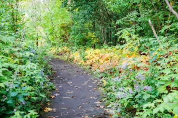 Autumn pathway in the wood — Stock Photo, Image
