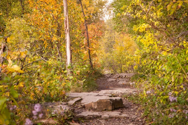Podzimní stezka v lese 2 — Stock fotografie