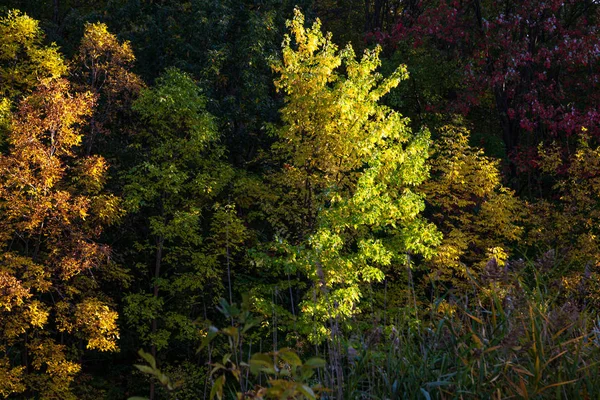 Kanada parkında sonbahar renkleri — Stok fotoğraf