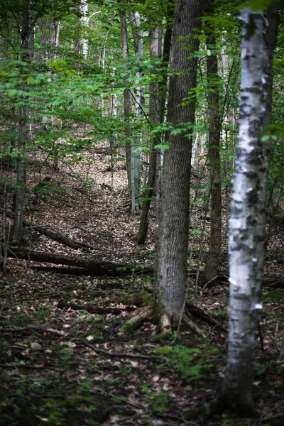 Procházky v zelených lesích — Stock fotografie