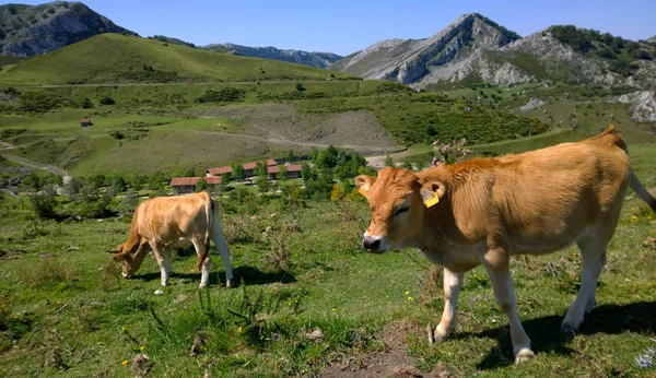 Cows grazing in the field — Stock Photo, Image