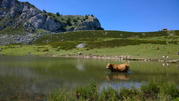 Vaca no Lago Ercina em Lagos de Covadonga, Astúrias — Fotografia de Stock