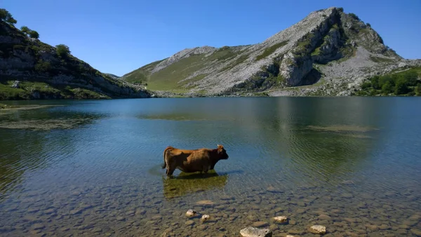 牛在湖烯醇在湖泊的 Covadonga，阿斯图里亚斯 — 图库照片