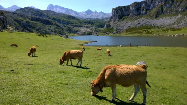 Vacas em um pasto em Lagos de Covadonga — Fotografia de Stock