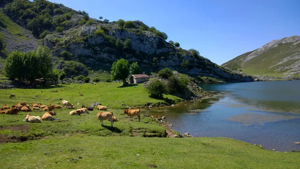 牛群在田野里吃草 — 图库照片