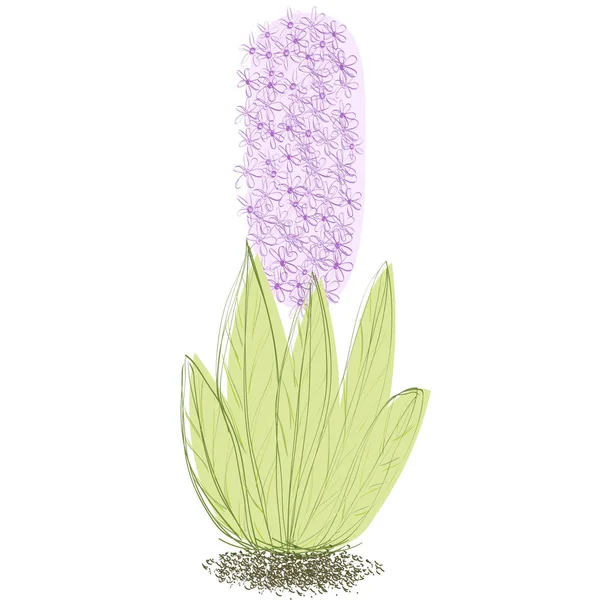 Hand Drawn Illustration Hyacinth — ストックベクタ