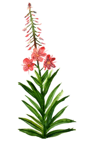 水彩の花のイラスト 花の装飾要素 ベクトル花の背景 — ストックベクタ
